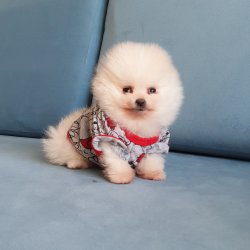 Pomeranian Boo Teddy Bear Yavrular 5