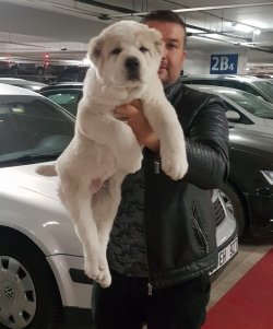Satılık Alabay Yavruları 3