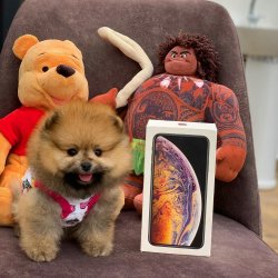 -Orjinal  Teddybear Yüz Yapısına Sahip PomeranianBoo 2