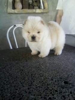 Satılık Chow Chow Yavruları 3