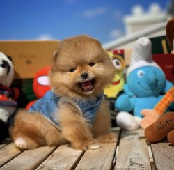 Orijinal MiniBoy PomeranianBoo Oğlumuz 1