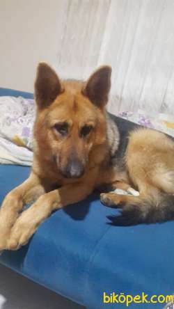 1yaşında Dişi Safkan Almançoban Köpeği 3