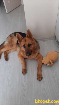1yaşında Dişi Safkan Almançoban Köpeği 1