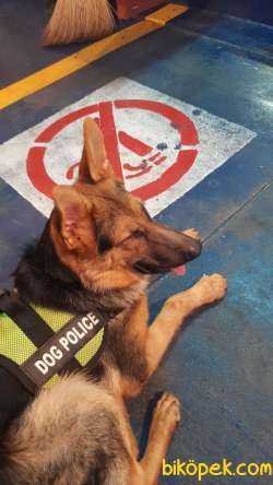 1yaşında Dişi Safkan Almançoban Köpeği 4