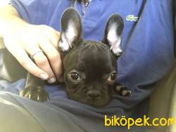 2.5 AYLIK A KALİTE FRENCH BULDOGG UYGUN VERİLECEKTİR ACİL 1