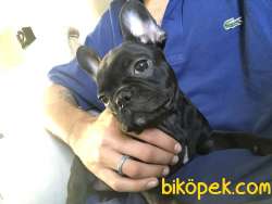 2.5 AYLIK A KALİTE FRENCH BULDOGG UYGUN VERİLECEKTİR ACİL 4