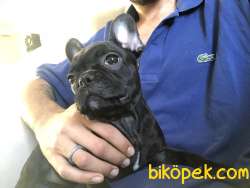 2.5 AYLIK A KALİTE FRENCH BULDOGG UYGUN VERİLECEKTİR ACİL 2