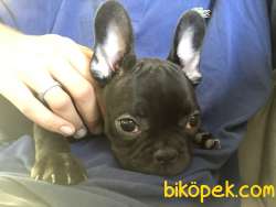 2.5 AYLIK A KALİTE FRENCH BULDOGG UYGUN VERİLECEKTİR ACİL 3
