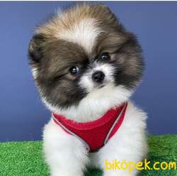 2,5 Aylık A Kalite Yavrumuz Sizlerle (Panda) 3