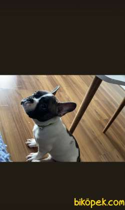 2,5 Aylik Disi French Bulldog Yavru 2