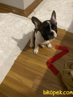 2,5 Aylik Disi French Bulldog Yavru 4