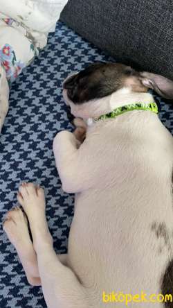 2,5 Aylik Disi French Bulldog Yavru 3