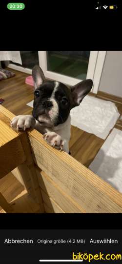2,5 Aylik Disi French Bulldog Yavru 1