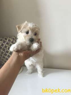 2,5 Aylık Dişi Maltipoo 3
