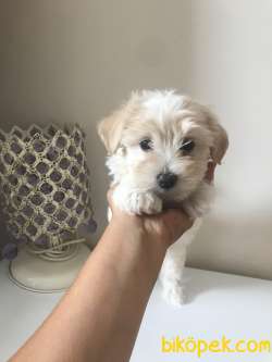 2,5 Aylık Dişi Maltipoo 2