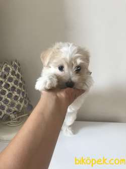 2,5 Aylık Dişi Maltipoo 4