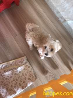 2,5 Aylık Dişi Maltipoo 1