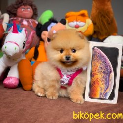 2.5 Aylık Dişi  PomeranianBoo Kızımız 3