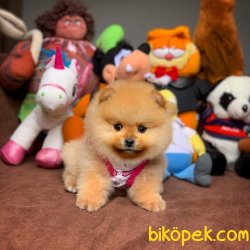2.5 Aylık Dişi  PomeranianBoo Kızımız 2