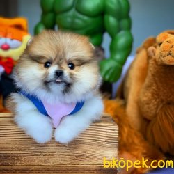 2.5 Aylık Dişi  PomeranianBoo Kızımız 1