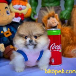 2.5 Aylık Dişi  PomeranianBoo Kızımız 4