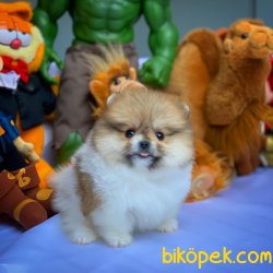 2.5 Aylık Dişi  PomeranianBoo Kızımız 3