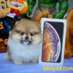 2.5 Aylık Dişi  PomeranianBoo Kızımız 5