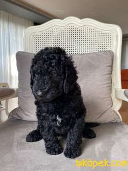2,5  AYLIK DİŞİ POODLE 2