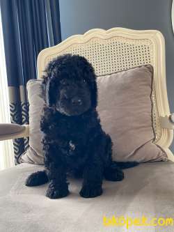 2,5  AYLIK DİŞİ POODLE 3