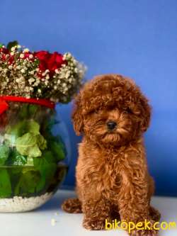 2.5 AYLIK ERKEK VE DİŞİ REDBROWN TOY POODLE 1