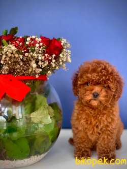 2.5 AYLIK ERKEK VE DİŞİ REDBROWN TOY POODLE 3