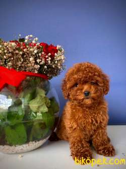 2.5 AYLIK ERKEK VE DİŞİ REDBROWN TOY POODLE 2