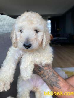 2.5 AYLIK DİŞİ STANDART POODLE 3