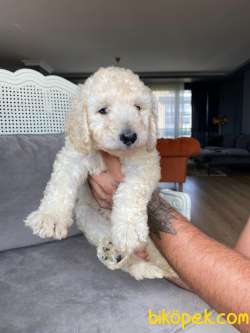 2.5 AYLIK DİŞİ STANDART POODLE 2
