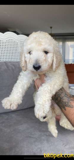 2.5 AYLIK DİŞİ STANDART POODLE 5