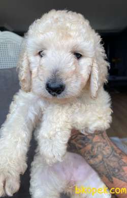 2.5 AYLIK DİŞİ STANDART POODLE 1