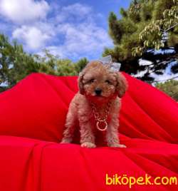 2.5 Aylık Dişi Tatlı Toy Poodle 1