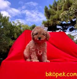 2.5 Aylık Dişi Tatlı Toy Poodle 3