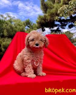 2.5 Aylık Dişi Tatlı Toy Poodle 2