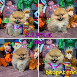 2.5 Aylık Dişi Teacup Boy PomeranianBoo Kızımız 5