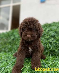 2.5 Aylık Erkek Ve Dişi Çikolata Poodle 1