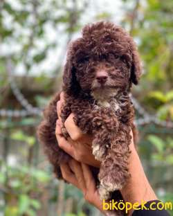2.5 Aylık Erkek Ve Dişi Çikolata Poodle 5