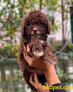 2.5 Aylık Erkek Ve Dişi Çikolata Poodle 4