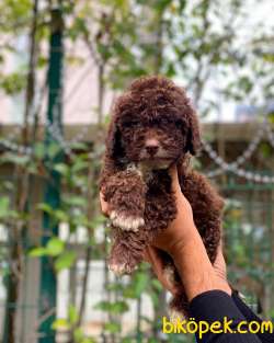 2.5 Aylık Erkek Ve Dişi Çikolata Poodle 3