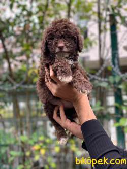 2.5 Aylık Erkek Ve Dişi Çikolata Poodle 2