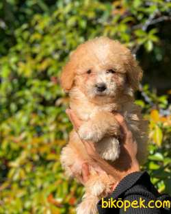2.5 Aylık Erkek Ve Dişi Maltipoo 3