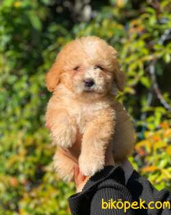 2.5 Aylık Erkek Ve Dişi Maltipoo 2