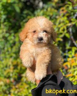 2.5 Aylık Erkek Ve Dişi Maltipoo 1