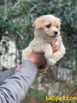 2.5 AYLIK ERKEK VE DİŞİ MALTİPOO YAVRULAR 3