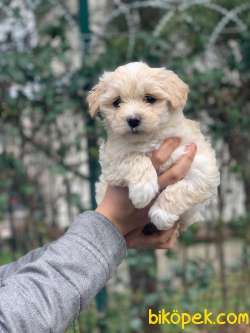 2.5 AYLIK ERKEK VE DİŞİ MALTİPOO YAVRULAR 2